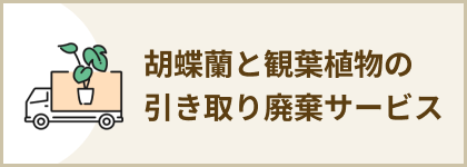 胡蝶蘭と観葉植物の引き取り廃棄サービス