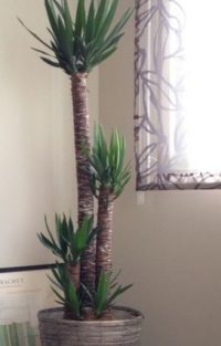 観葉植物 ユッカ(青年の樹)