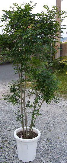 観葉植物の育て方 トネリコの木 1 Goodgreen
