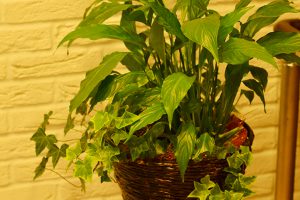 Pj ギフト向け観葉植物 1 寄せ植え小鉢 Goodgreen