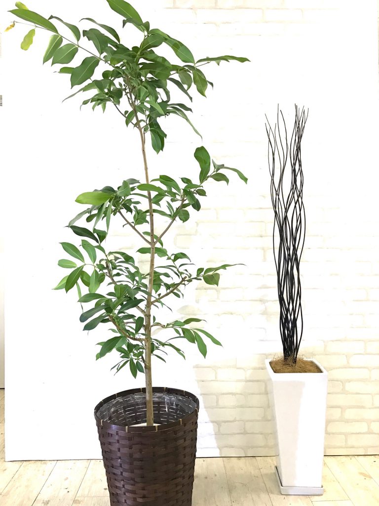 おしゃれでインテリアに人気のおすすめ観葉植物 | 【GOODGREEN】 