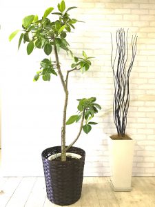 アルテシマ 元気な観葉植物を育てるポイント Goodgreen