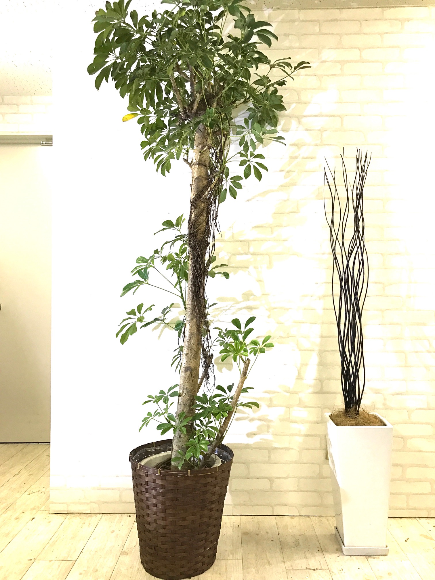 観葉植物_尺鉢_シェフレラ_2 | 【GOODGREEN】