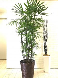 シュロチク 元気な観葉植物を育てるポイント Goodgreen