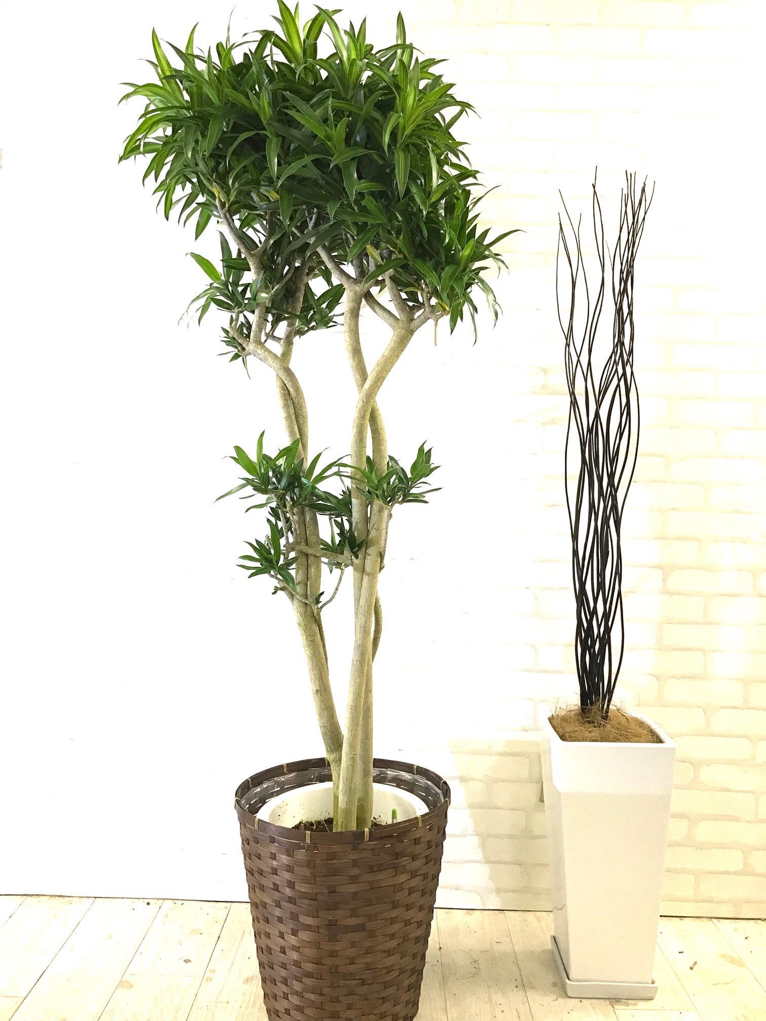 観葉植物 尺鉢 ソングオブジャマイカ 1 Goodgreen