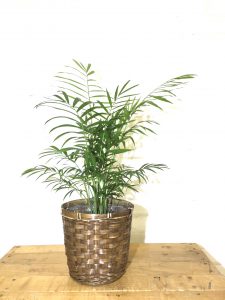初心者でも育てやすい簡単で寿命の長い観葉植物 みんなのみどり Goodgreen