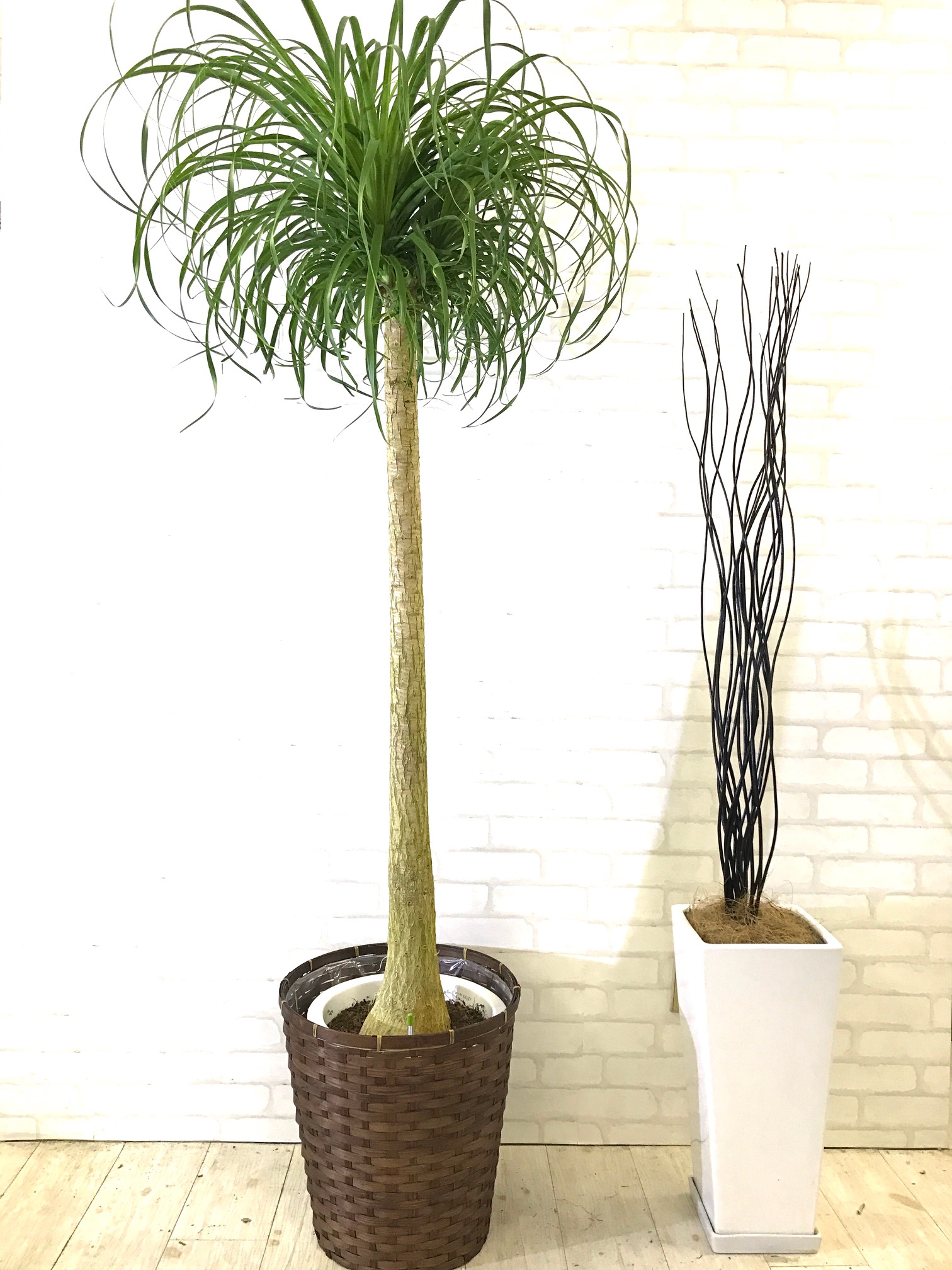 観葉植物_尺鉢_トックリラン_1 | 【GOODGREEN】