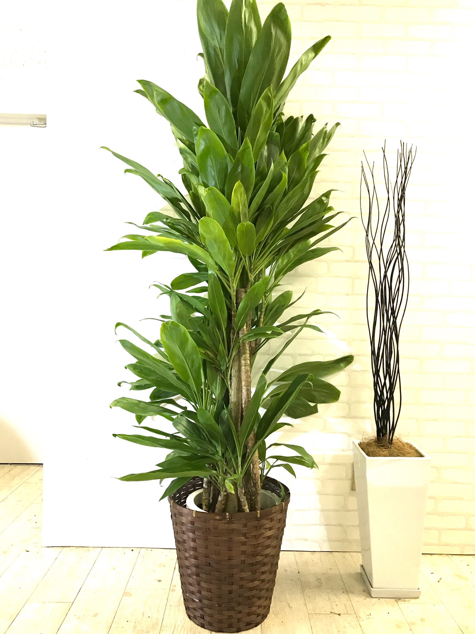 観葉植物_ヒロバドラセナ_大鉢(尺鉢/10号) | 【GOODGREEN】