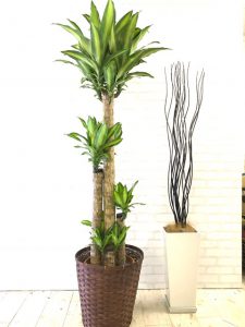 マッサンゲアナ 幸福の木 元気な観葉植物を育てるポイント Goodgreen