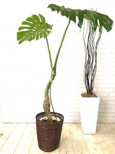 モンステラ デリシオーサ 元気な観葉植物を育てるポイント Goodgreen