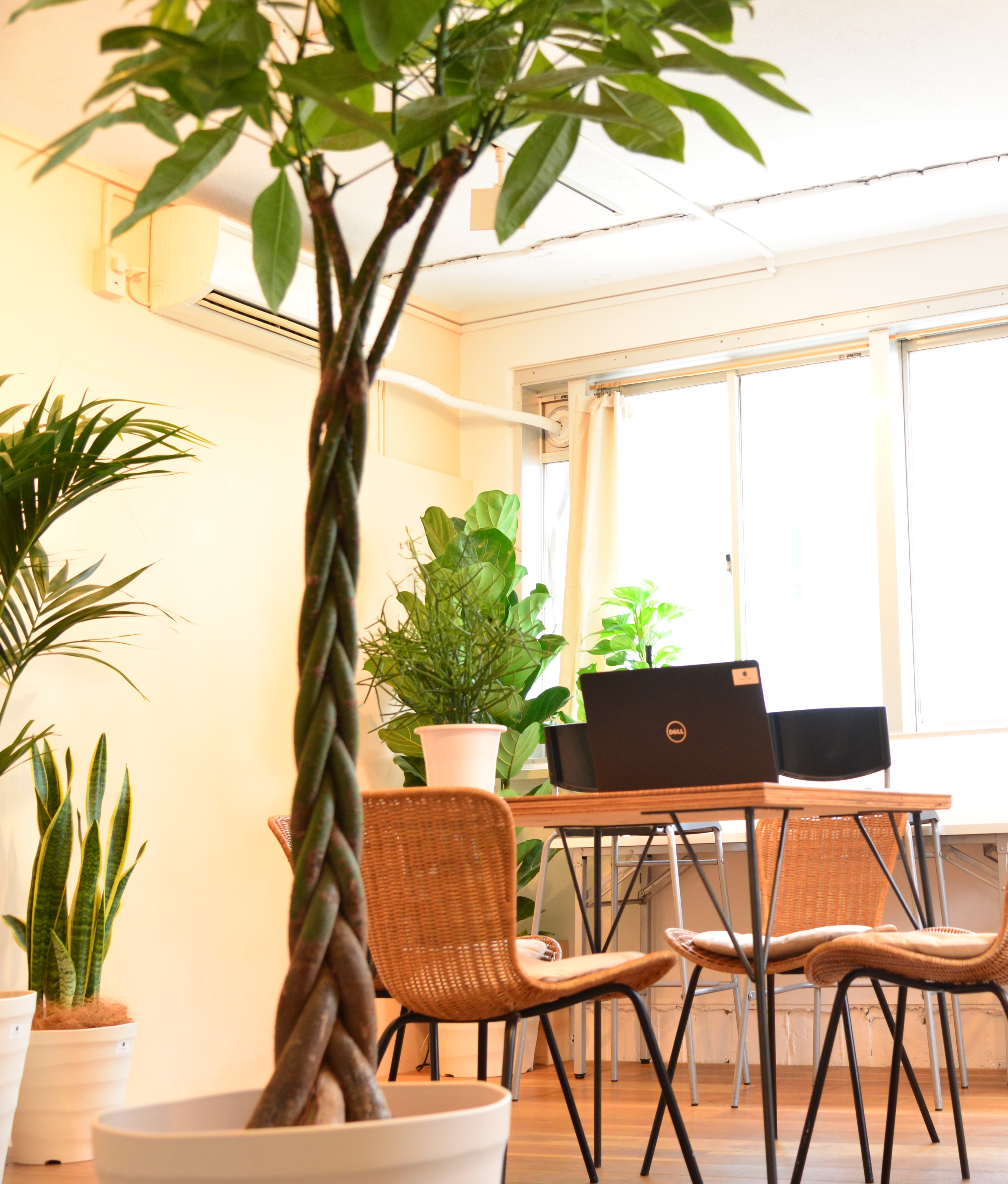 初心者でもわかる観葉植物の育て方のコツ パキラの巻 Good Greenの観葉植物に関する小ネタ Goodgreen