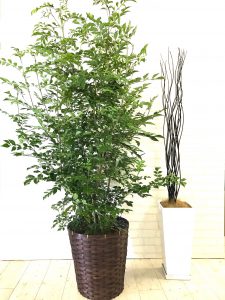トネリコ 元気な観葉植物を育てるポイント Goodgreen