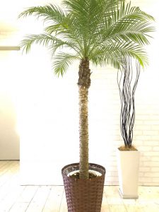 フェニックス ロベレニー 元気な観葉植物を育てるポイント Goodgreen