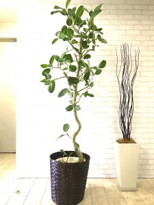 ベンガルゴム 元気な観葉植物を育てるポイント Goodgreen