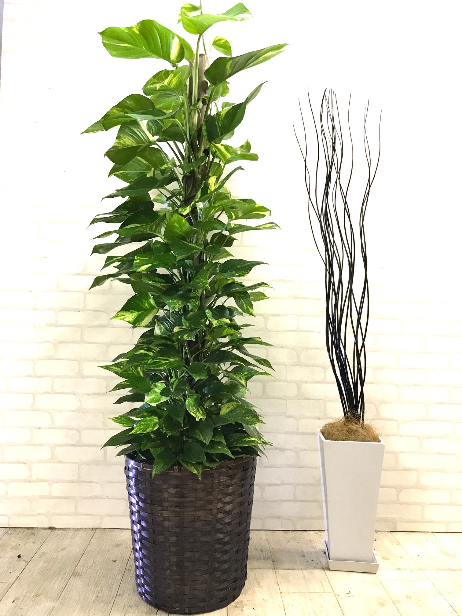 観葉植物_尺鉢_ポトスタワー_1 | 【GOODGREEN】