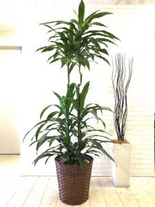 ワーネッキ アオワーネッキ コンパクタ 元気な観葉植物を育てるポイント Goodgreen