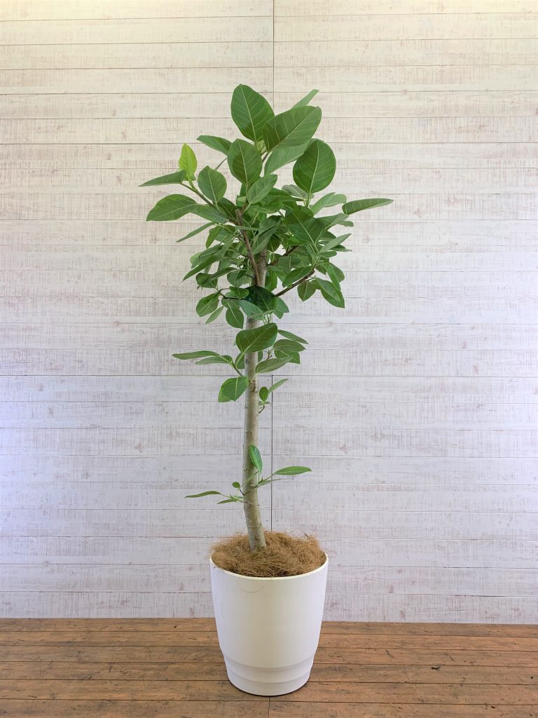 現品限り一斉値下げ！-観葉•植物 造花 約幅80cm フィカス 6号鉢対応