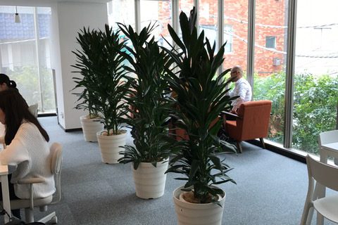 アイキャッチ_オフィスのレンタル観葉植物