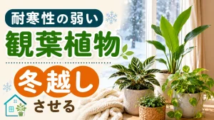 耐寒性の弱い観葉植物を冬越しさせる方法！注意点やおすすめの植物も