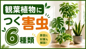 観葉植物につく害虫6種類の原因と対処法！発生させない対策法も解説