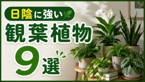 日陰に強い観葉植物９選！種類や育て方のポイントを徹底解説