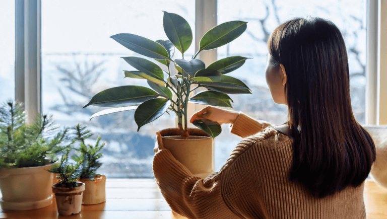 日の当たる風通しの良い場所に置く