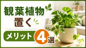 知ってた？観葉植物をお部屋やオフィスに置くメリット４選