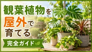 観葉植物を屋外で育てる完全ガイド｜ベランダ・庭での管理のコツと注意点