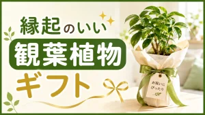 縁起のいい観葉植物ギフト完全ガイド｜開店・引越し・結婚など場面別おすすめ