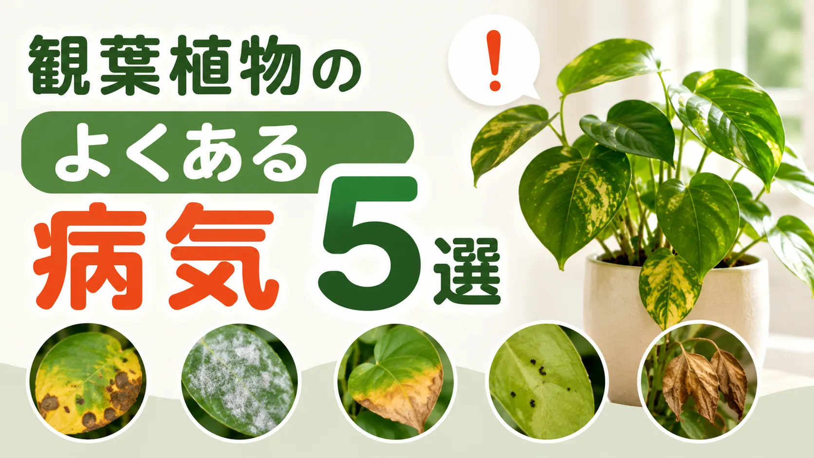 観葉植物のよくある病気5選！原因と予防法・健やかに育てる方法も