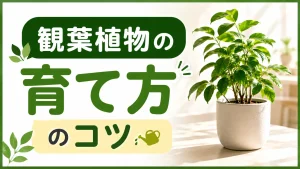 観葉植物の育て方のコツ:水やり・剪定・植替えのポイントを徹底解説