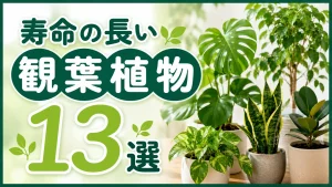 初心者でも育てやすい簡単で寿命の長い観葉植物13選