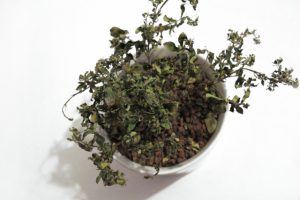 胡蝶蘭や観葉植物の処分・廃棄