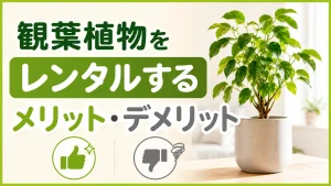 観葉植物をレンタルするメリット・デメリットと上手な使い方