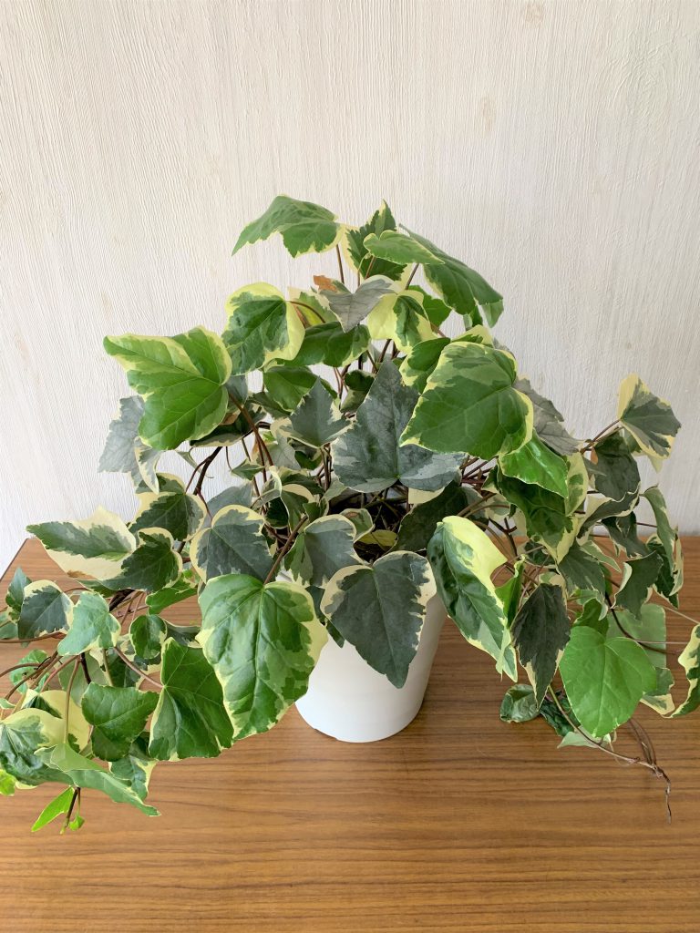 観葉植物_ヘデラ _小鉢(5号)