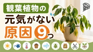 観葉植物の元気がない原因9つ｜症状から診断して復活させる方法