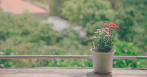 植木鉢に入っているピンクの花