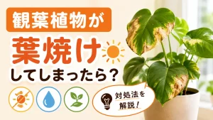 観葉植物が葉焼けしてしまったら？原因や対処法を詳しく解説