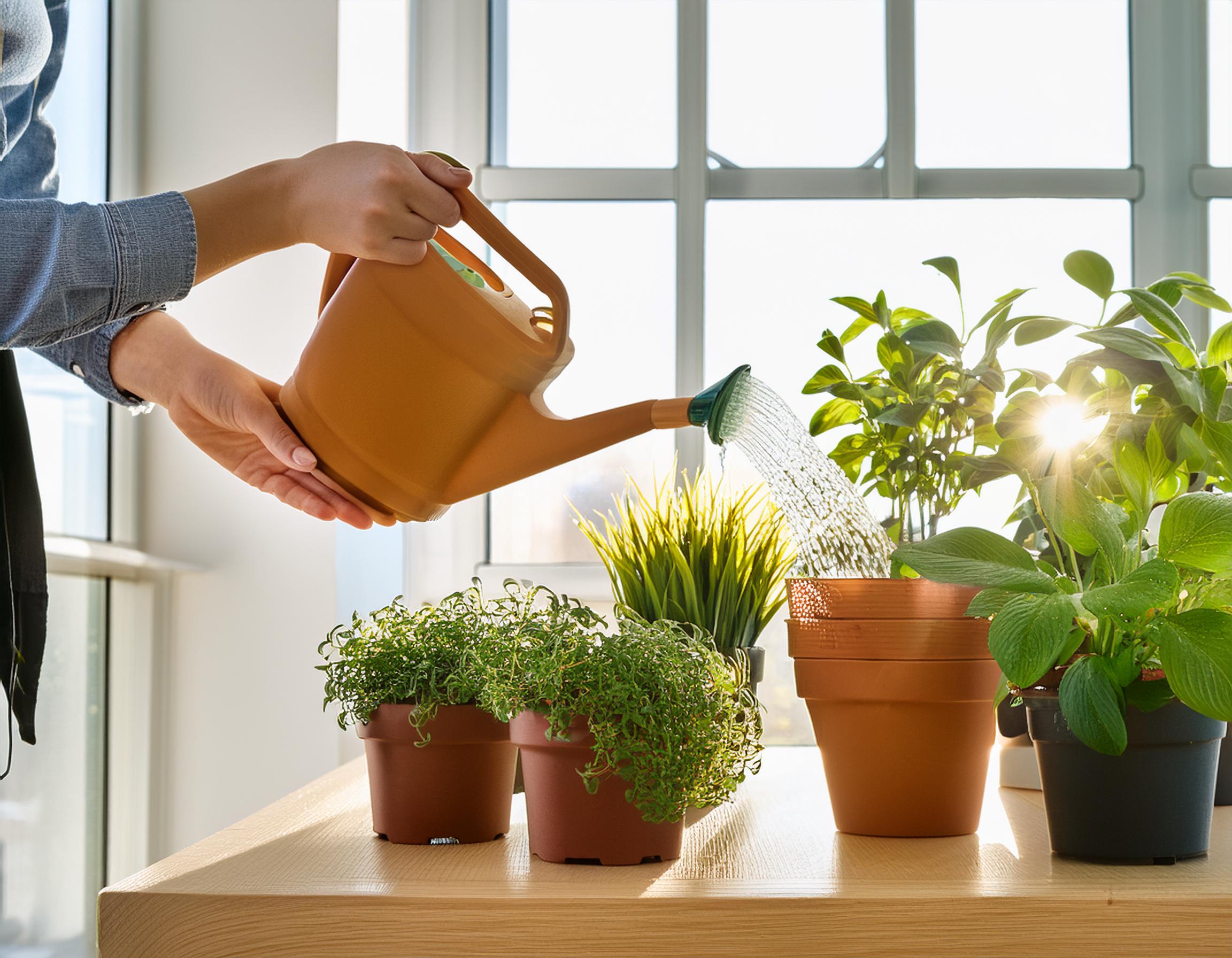 観葉植物の季節別の水やり頻度！タイミングや水のやり方・注意点も