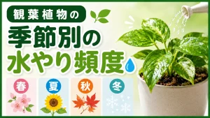 観葉植物の季節別の水やり頻度！タイミングや水のやり方・注意点も