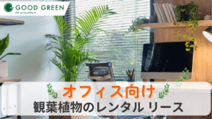 オフィス向け観葉植物レンタル_アイキャッチ