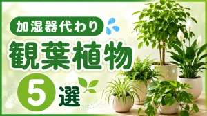 加湿器代わりに最適な観葉植物おすすめ５選:乾燥対策に！