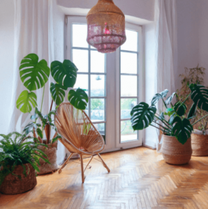撮影スタジオ_観葉植物