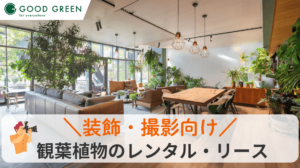 撮影スタジオ_観葉植物_アイキャッチ