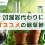 加湿器代わりになる観葉植物_アイキャッチ