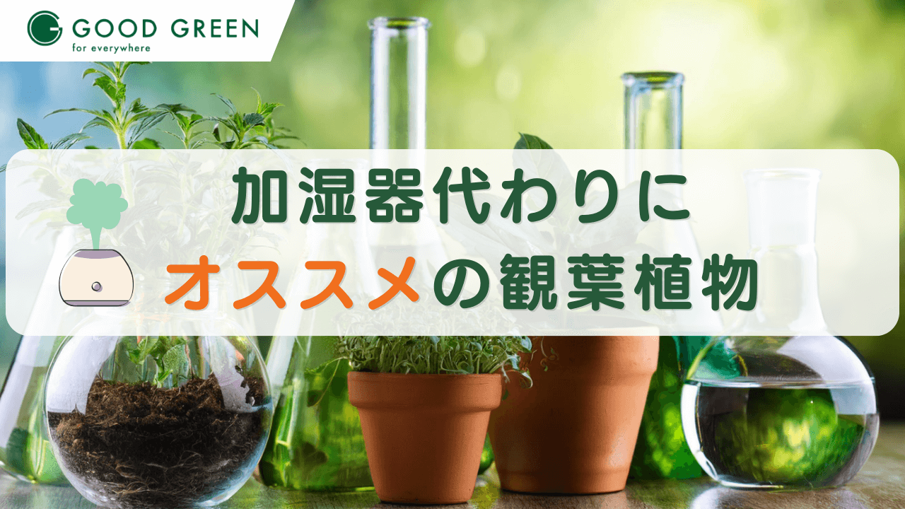 加湿器代わりに最適な観葉植物おすすめ５選:乾燥対策に！