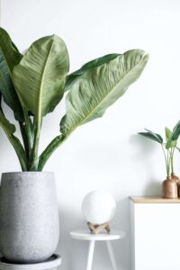 美容院サロン_観葉植物
