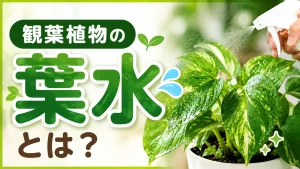 観葉植物の葉水とは？必要な理由や正しいやり方・注意点を解説