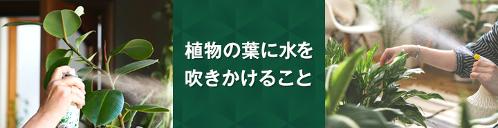 観葉植物の葉水とは？