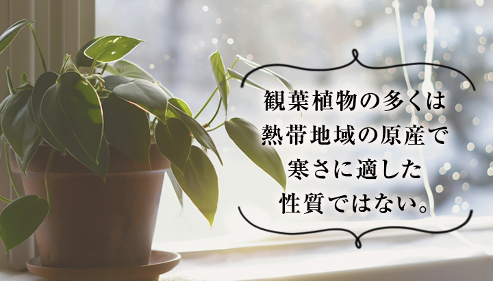 観葉植物の多くは耐寒性が弱い理由